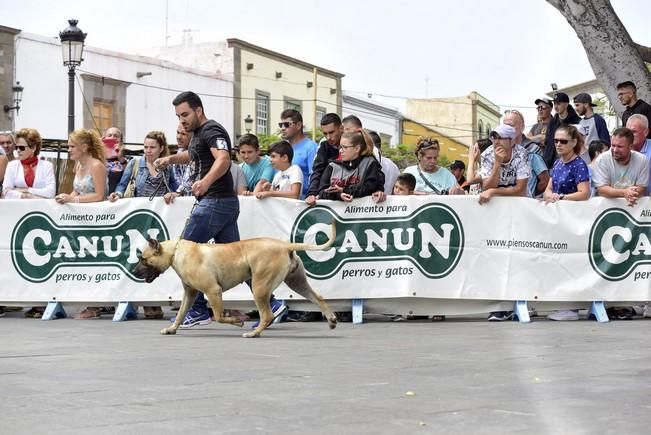 Celebración del I Certamen Nacional de perro ...