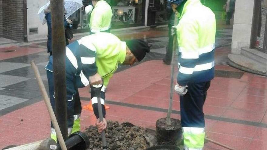 Reposición de arbolado en el centro