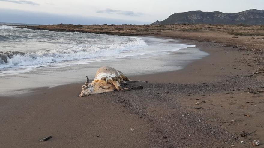 La vaca, varada en la orilla del mar antes de ser retirada.