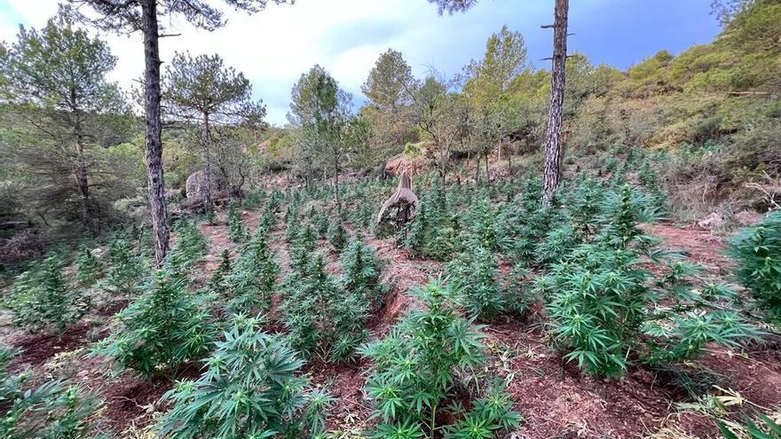 Camps de cultiu de marihuana en una zona boscosa d'Aguilar de Segarra