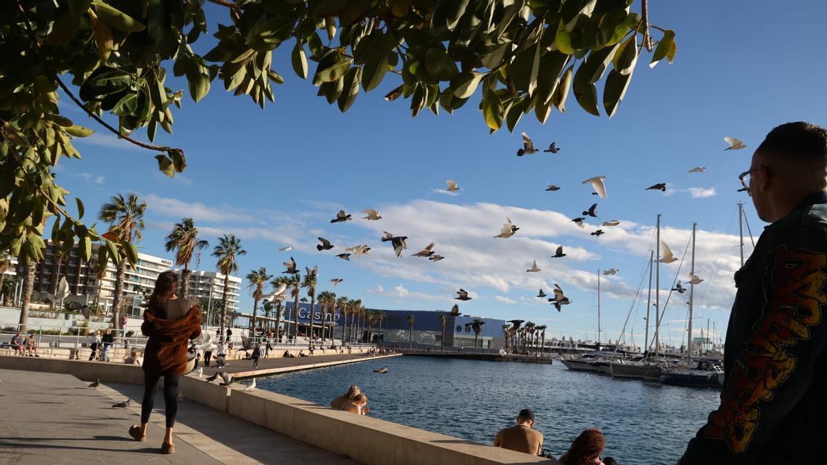 El tiempo en Alicante: alerta amarilla por fuertes vientos