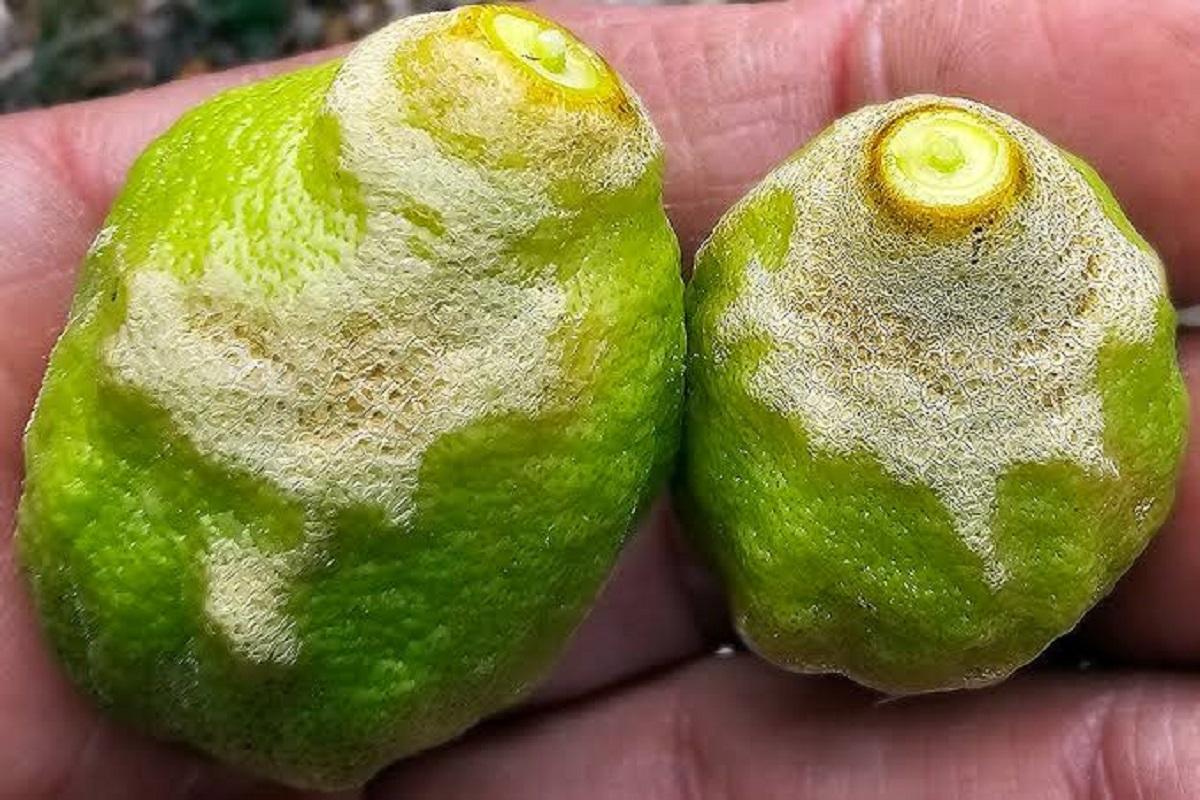 Llimes infestades per la plaga