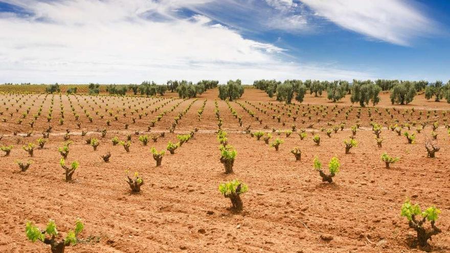 El Gobierno concede a Extremadura 312 hectáreas nuevas para plantar viñedos