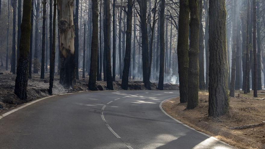 El incendio forestal de Tenerife podría haber afectado a más de 60 especies protegidas