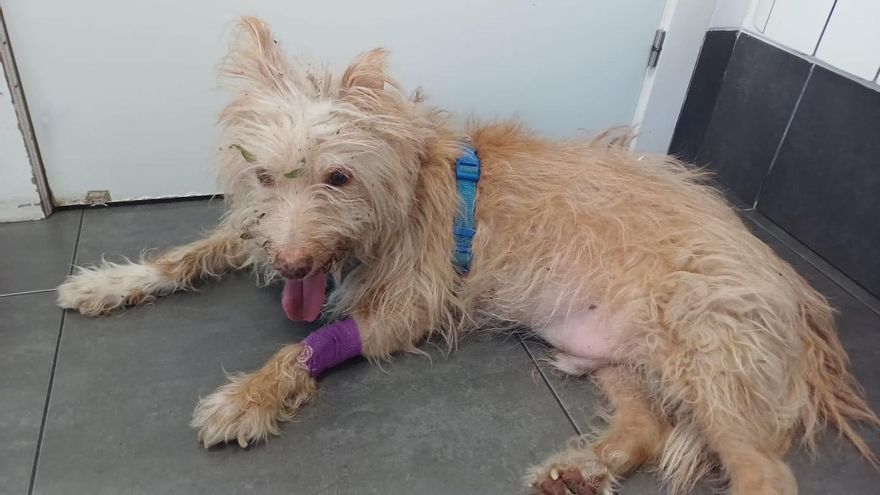 El dueño de Toxo tiene «una enfermedad muy dura» y ya no puede cuidar de él: ¿alguien en Vigo que pueda adoptarlo?
