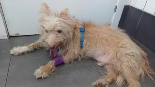 El dueño de Toxo tiene «una enfermedad muy dura» y ya no puede cuidar de él: ¿alguien en Vigo que pueda adoptarlo?