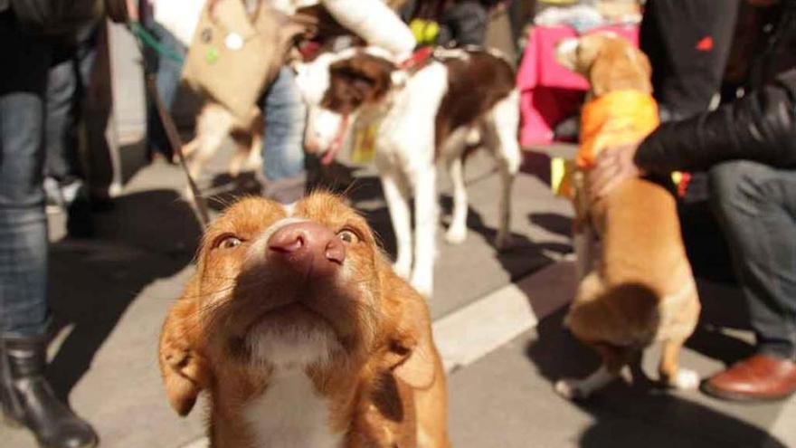 Voluntarios promueven la adopción de perros en mitad de Santa Clara.