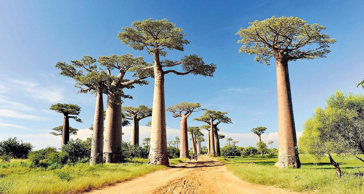 Baobabs en Madagascar