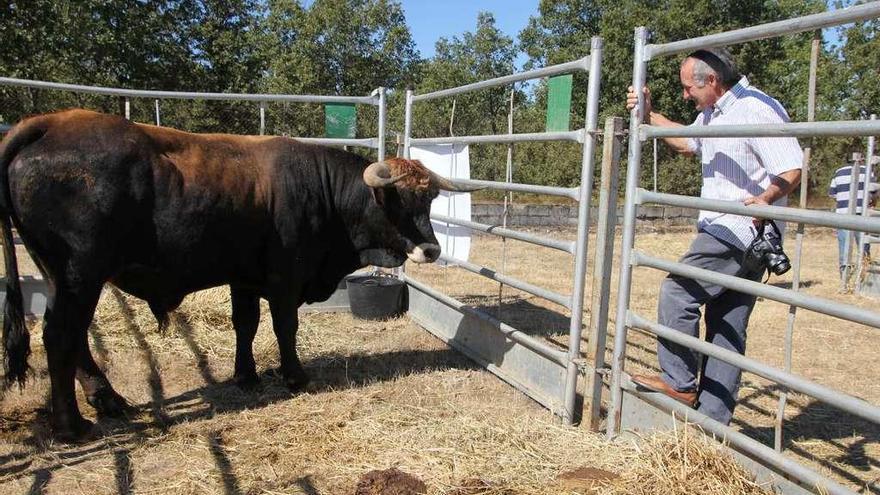 Ejemplar de vacuno alistano-sanabrés en el recinto ferial de San Vitero.