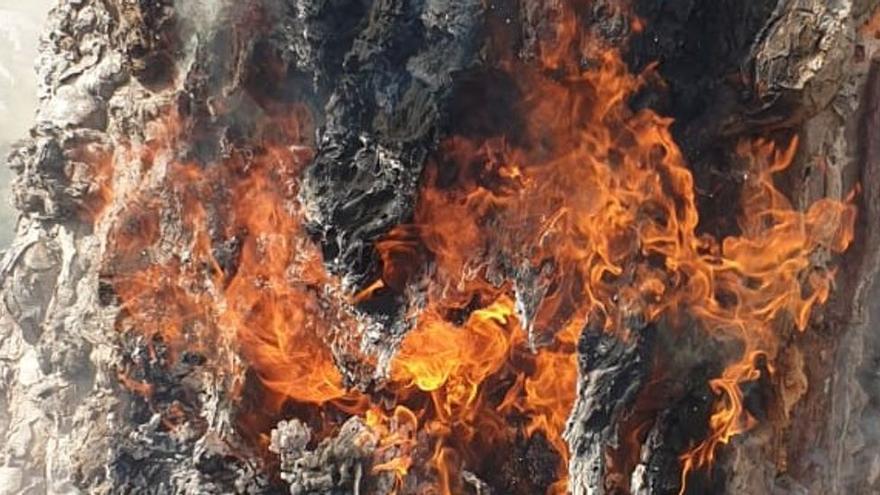 Incendio en el drago de San Antonio, en Icod de los Vinos