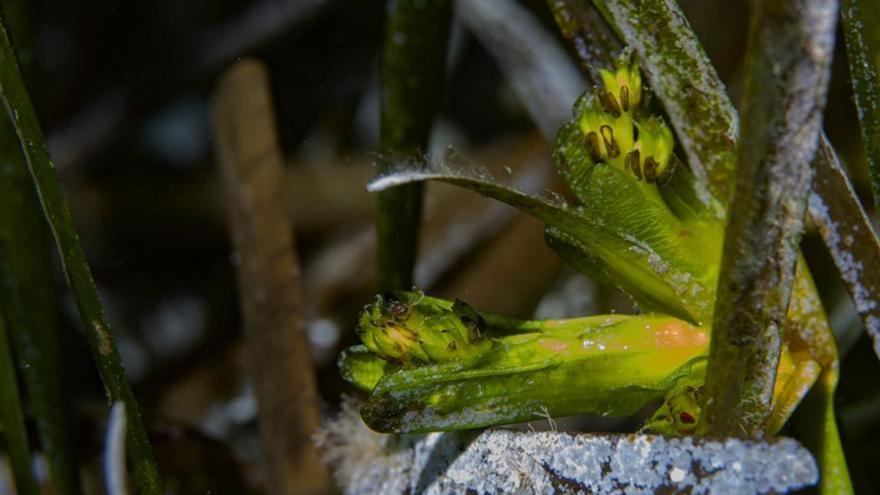 Primer Prsmio: ‘Inflorescencia a consecuencia del cambio climático’, de Fernando Estarellas Calderón