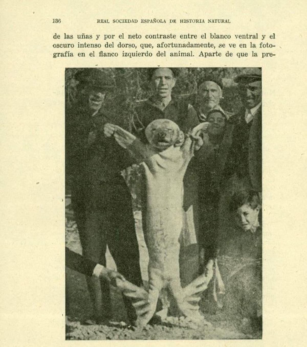 Imagen de la foca muerta publicada por la Real Sociedad Española de Historia Natural