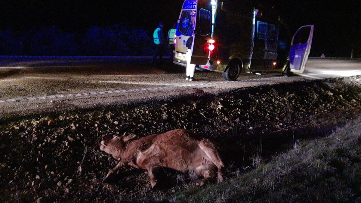 Accidente por colisión con una vaca en la N-631 en Ferreras de Abajo.