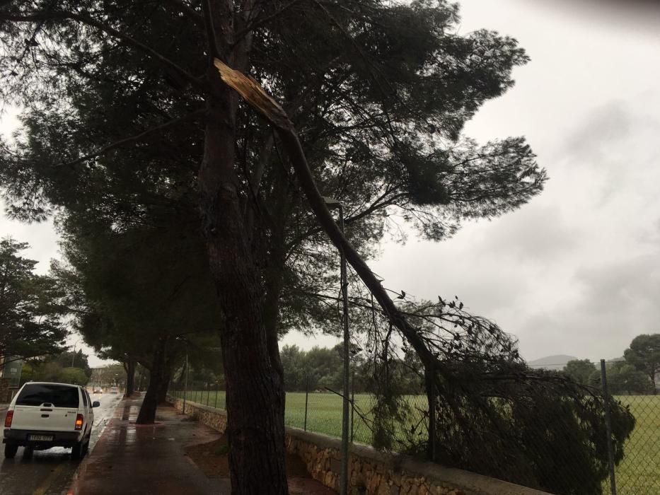 Los estragos del temporal en Mallorca