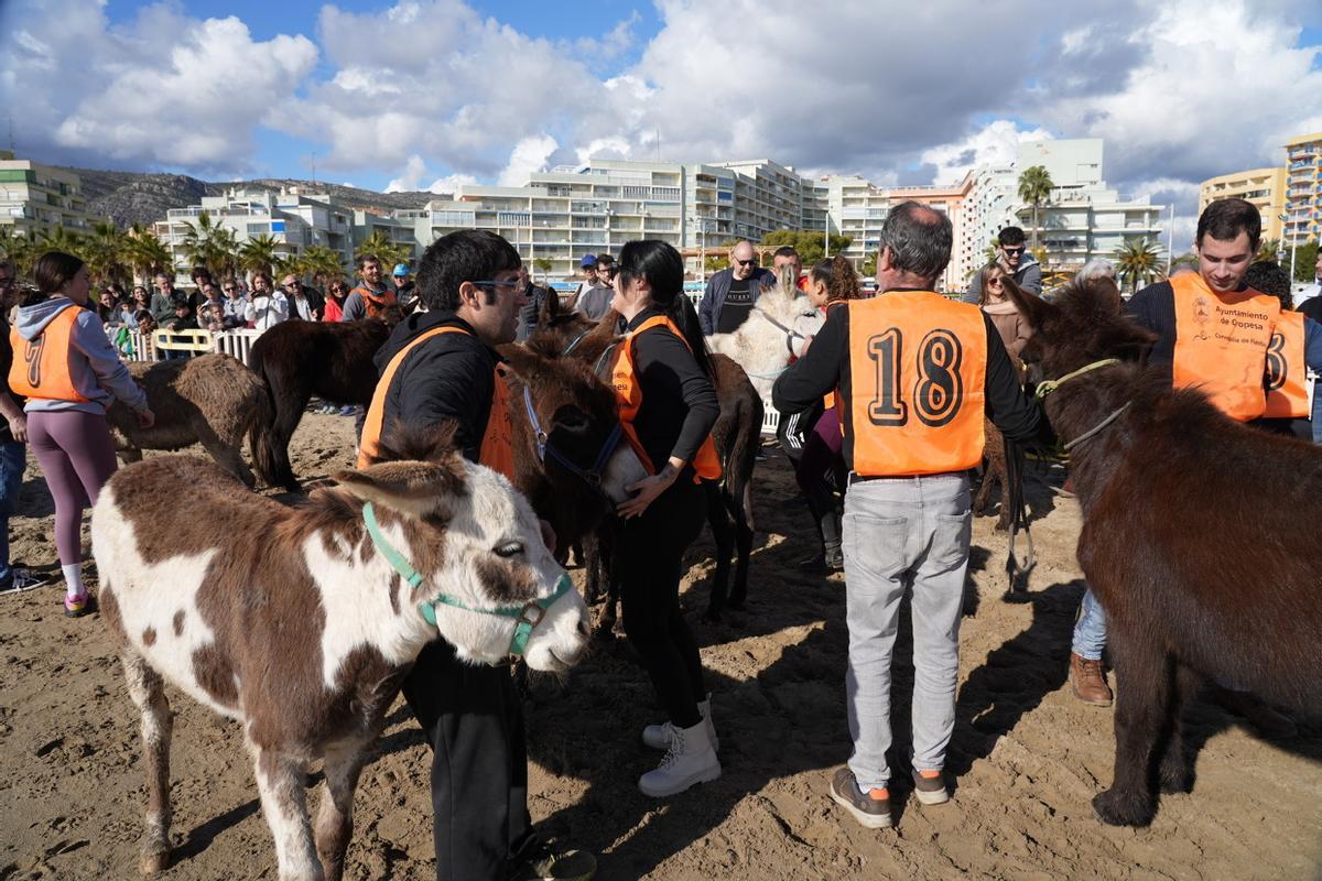 Las imágenes de la carrera de caballos en la playa de Orpesa