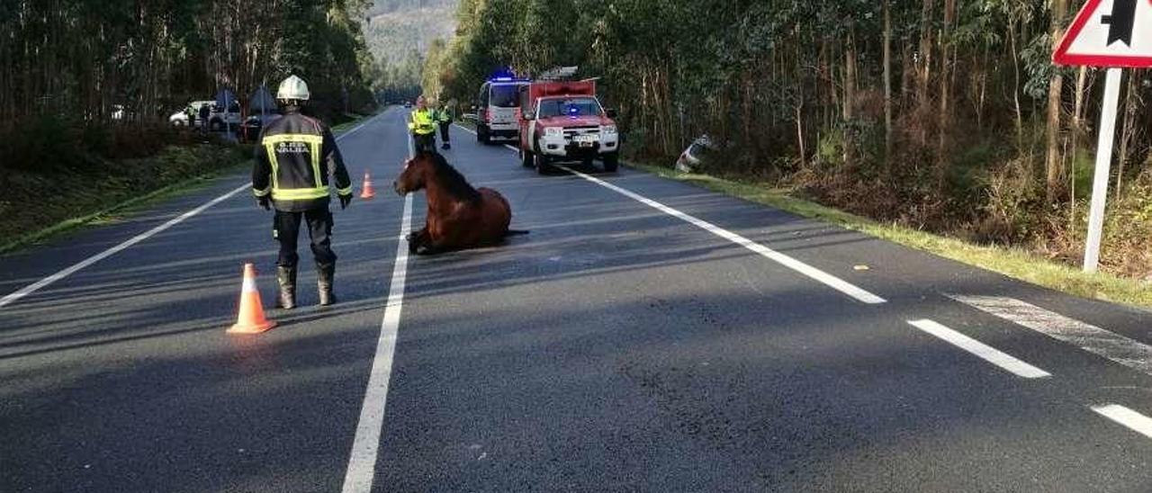 Un caballo atropellado en la carretera entre Catoira y Carracedo. // FdV