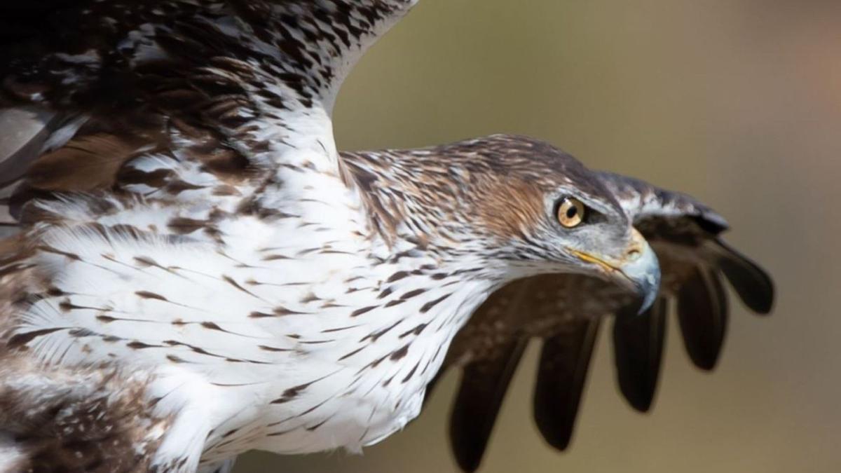 Un ejemplar de águila perdicera.