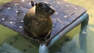 La foca “Rube” regresa a la libertad y deja su piscina a “Pabbar”