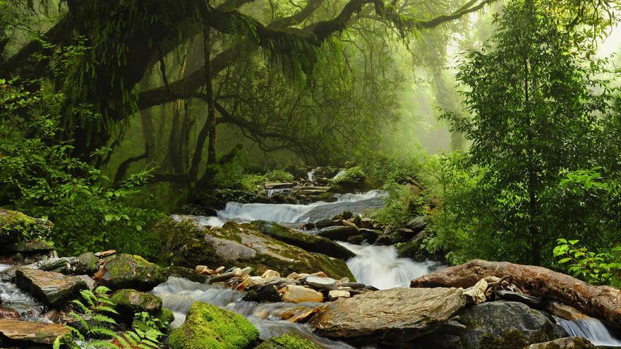 Una imagen de la selva amazónica.