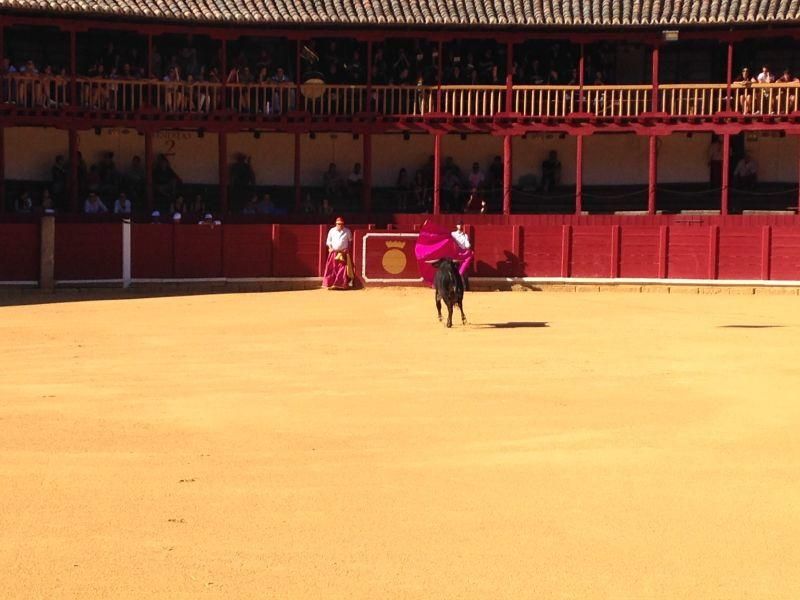 Fiestas en Toro | Becerrada de las peñas