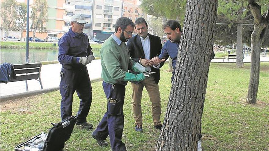 Peñíscola frena la procesionaria