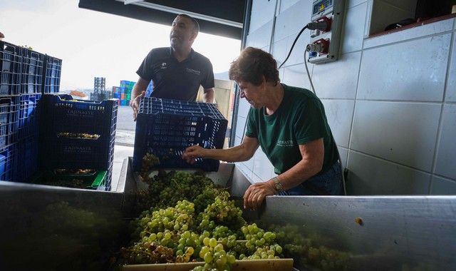 Vendimia en La Orotava, en los terrenos de bodega tajinaste