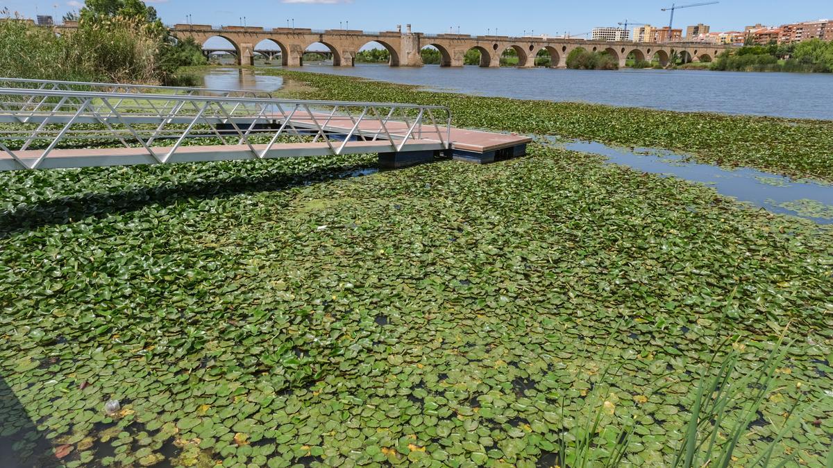 Nenúfar mejicano en el embarcadero de la margen izquierda del Guadiana en Badajoz.