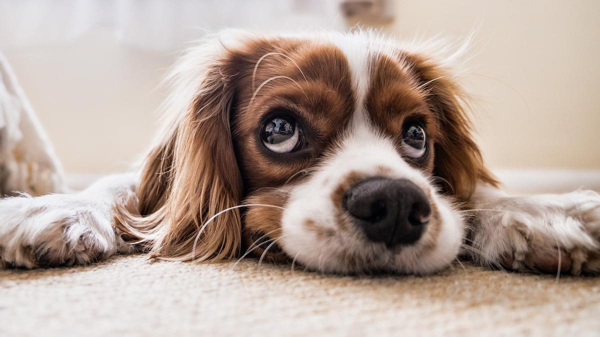 España aprobará próximamente la primera ley de protección animal.