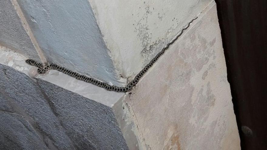 Imagen de una culebra de herradura en una calle de Sineu.