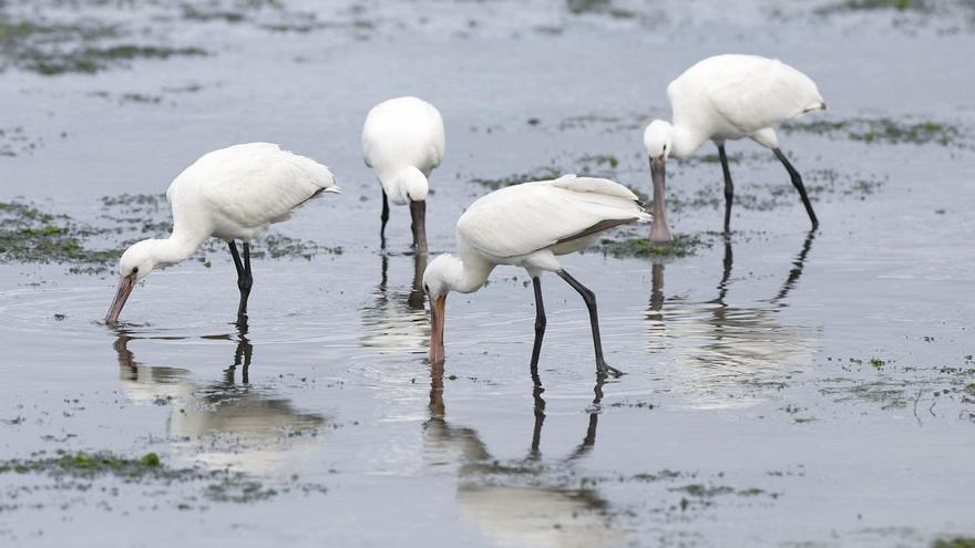 Máxima protección para el corredor atlántico de aves entre Asturias y el sur gallego