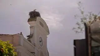 Las cigüeñas funcionarias de Mérida