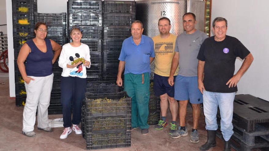 Recolecta de uvas en Señorío de Agüimes