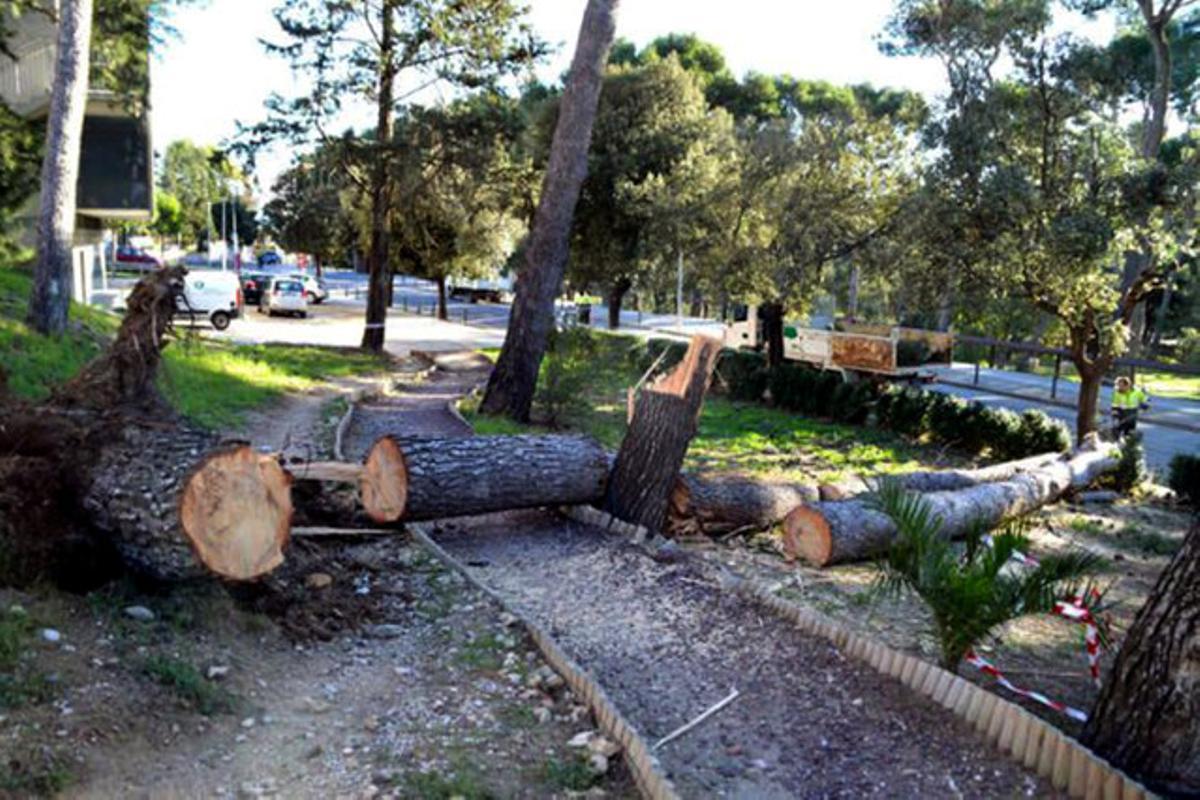 El vendaval ha arrencat tres pins que hi havia plantats a la zona verda a prop de l’Hospital de Figueres.