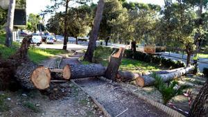 El vendaval ha arrencat tres pins que hi havia plantats a la zona verda a prop de l’Hospital de Figueres.