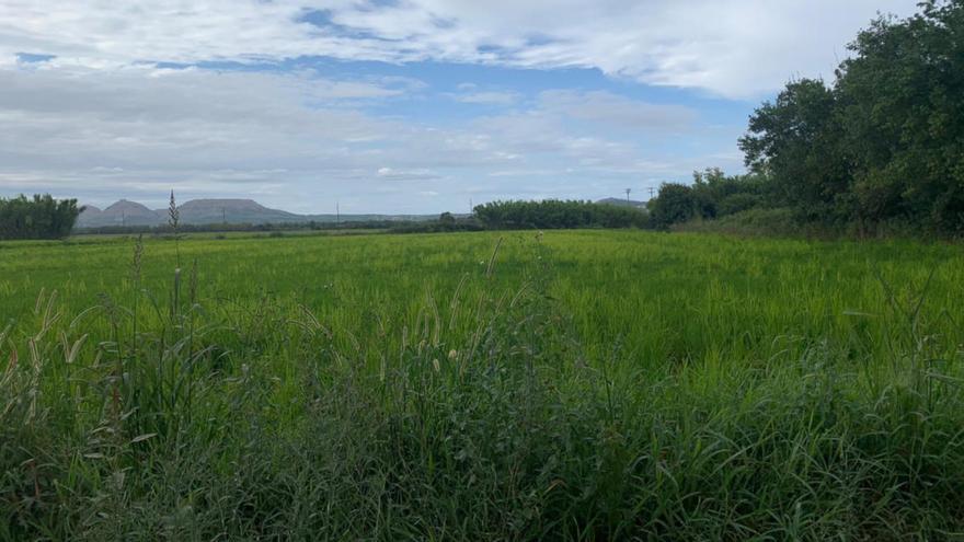 Un camp d&#039;arròs de la zona dels Jonquers de Pals