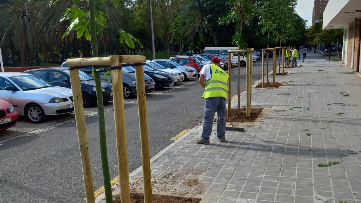 Así queda la hilera de árboles en Quatre Carreres