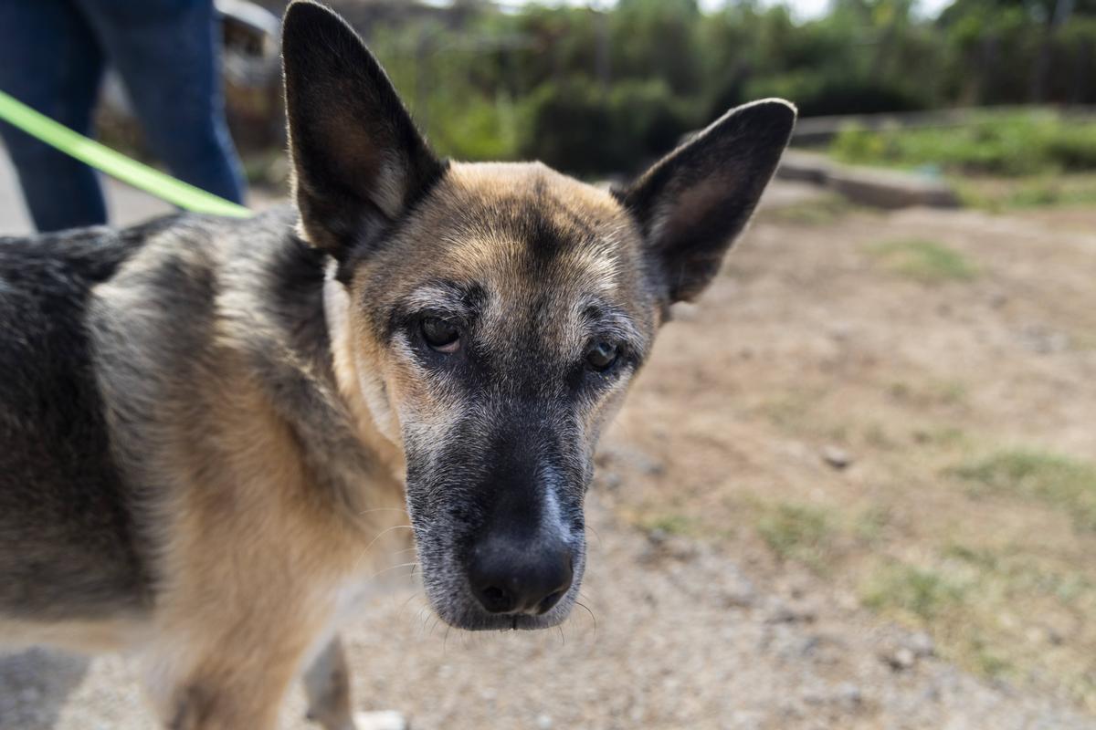 Bimba, una perra que llegó a la protectora porque murió su dueño y ahora busca una familia de acogida.