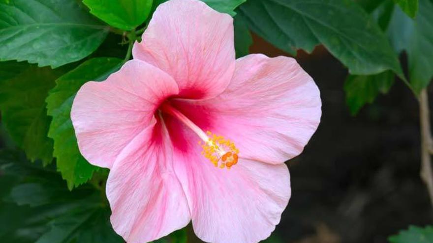 Hibisco, una de las plantas más resistentes