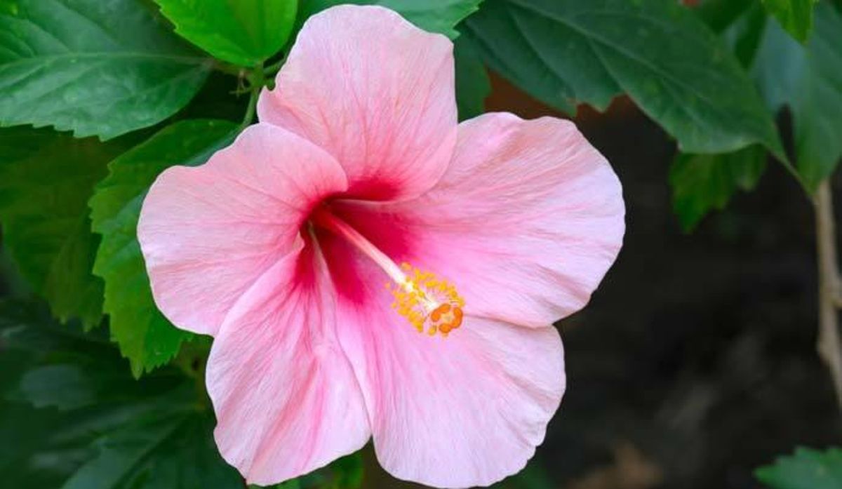 Estas son las plantas más resistentes para dar vida a tu balcón o terraza