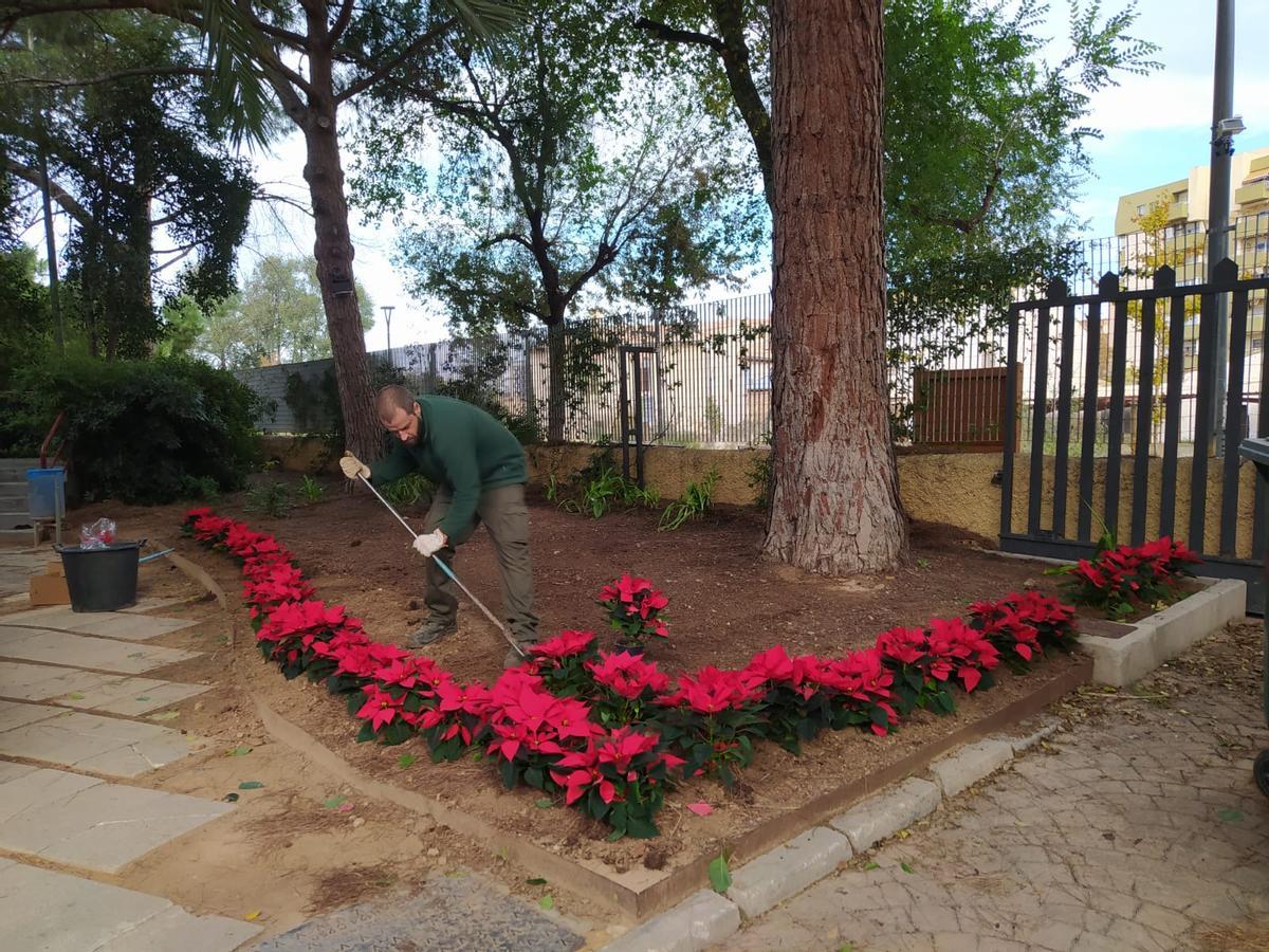 Un operario trabaja con las plantas de Pascua.