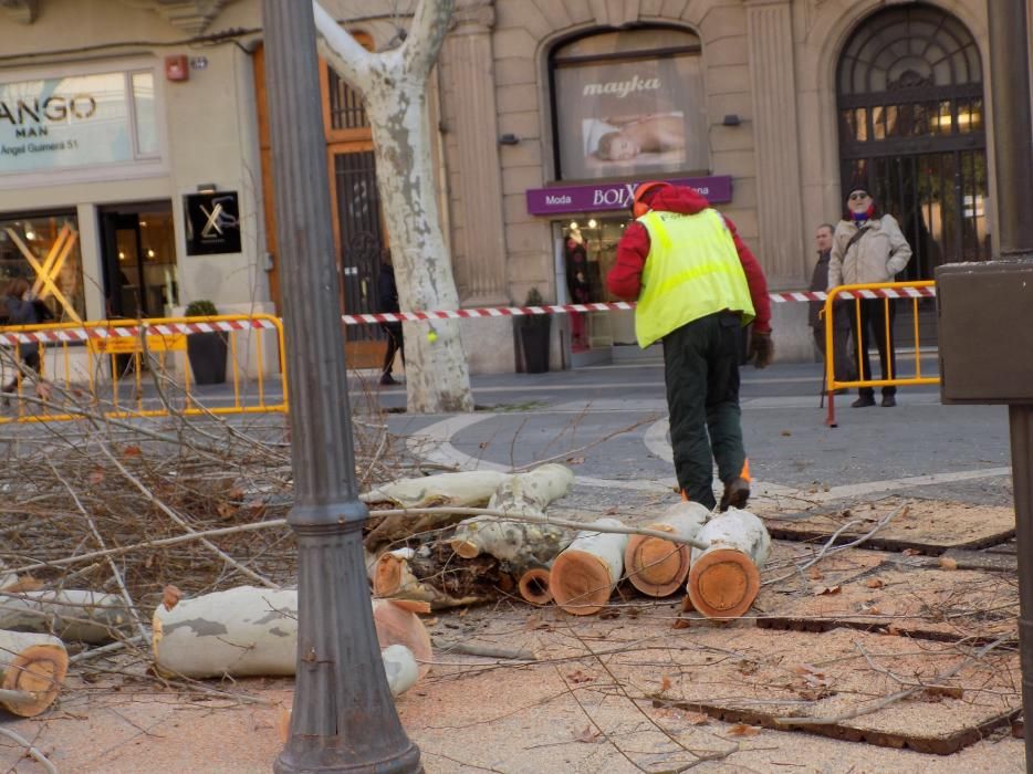 L'Ajuntament canvia 10 plàtans del Passeig