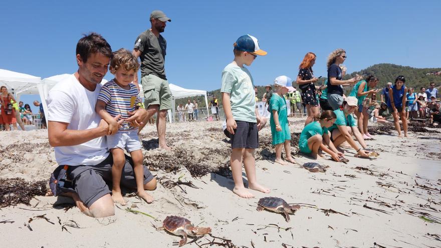 La Patrulla Tortuga devuelve al mar una veintena de tortugas tras casi un año de cuidados