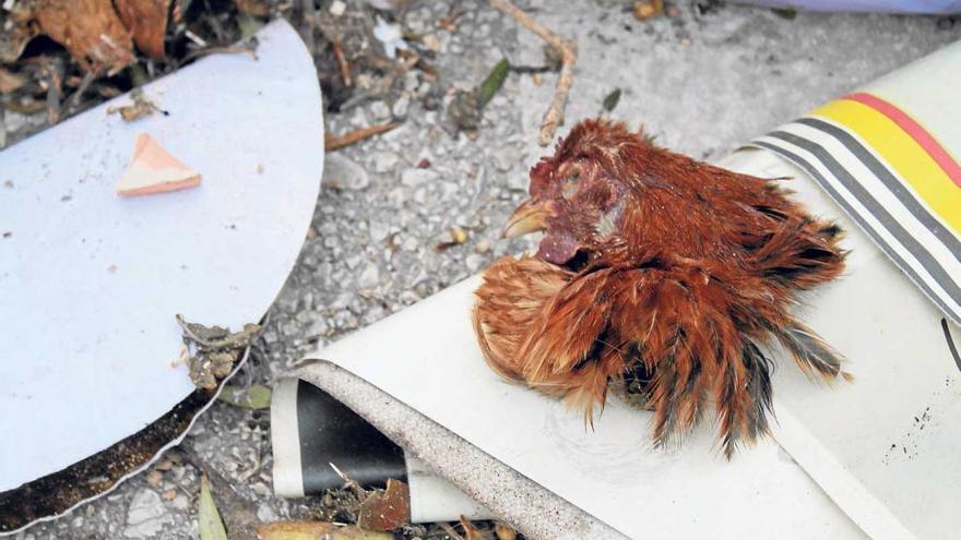 Una gallina decapitada durante la celebración de los quintos de Muro.