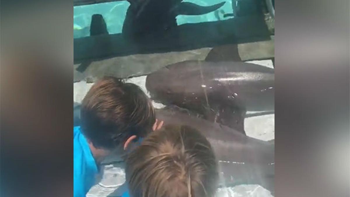 Piqué y sus hijos se bañan con tiburones