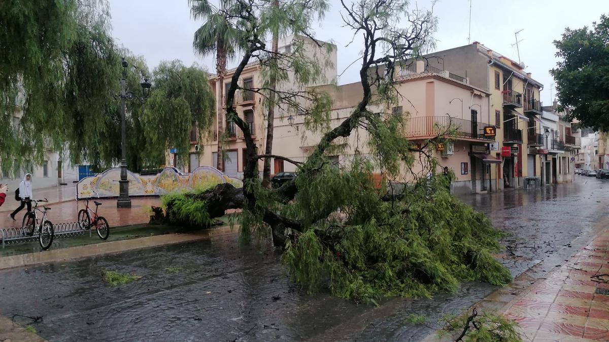 Un árbol caído frente al Ayuntamiento de El Puig