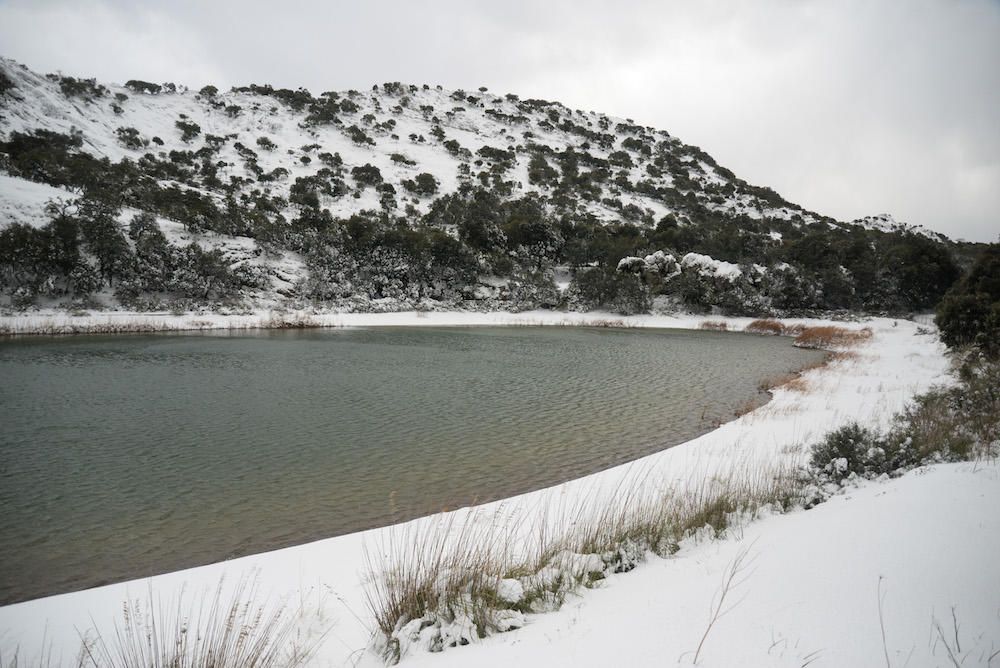 Der frühe Schnee hat am Samstag (2.12.) zahlreiche Insulaner in die Tramuntana gelockt, wo es die seltene Gelegenheit zu Schneeballschlachten oder zum Bau von Schneemännern gab.