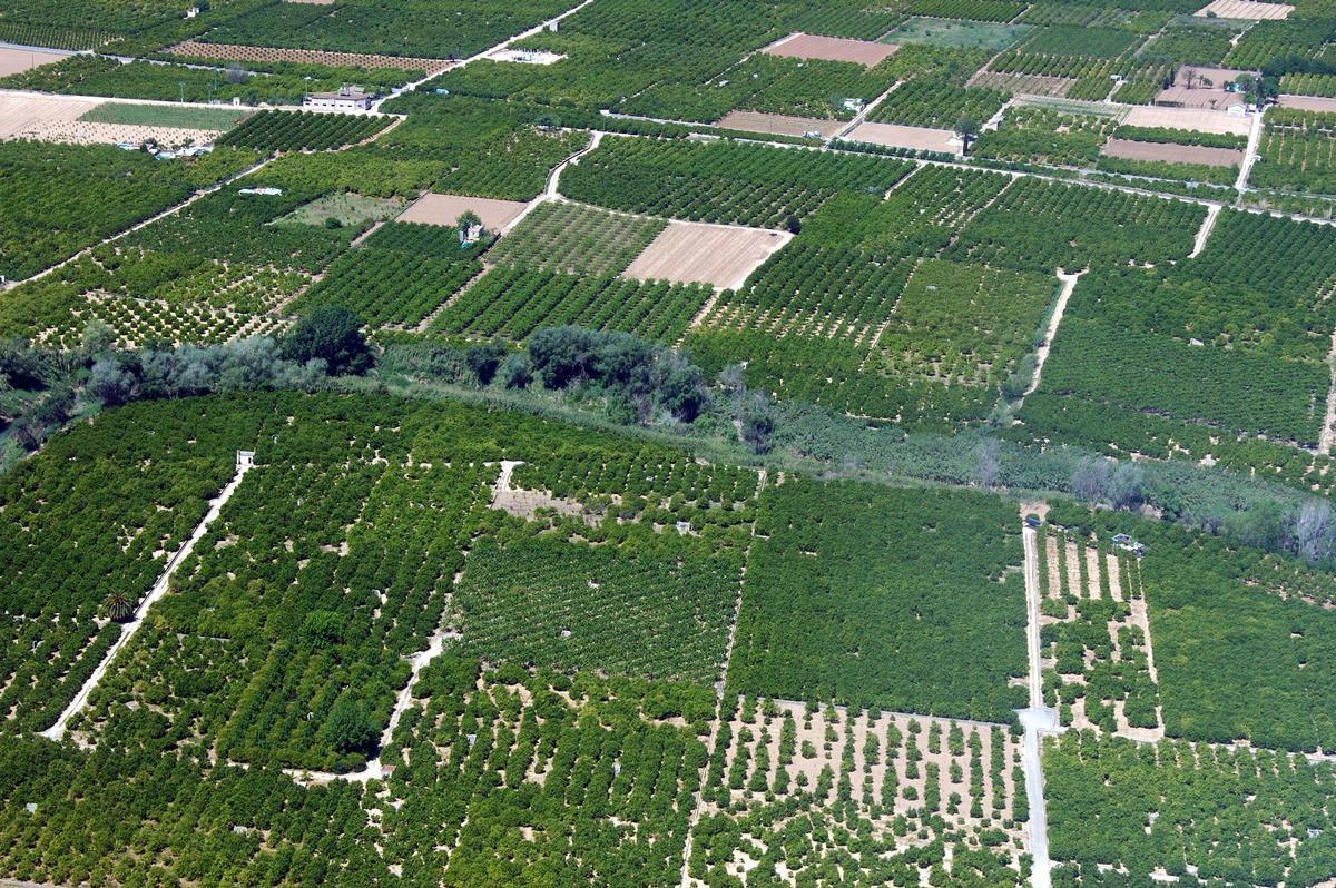 Naranjos regados con la Séquia Reial en la Ribera.