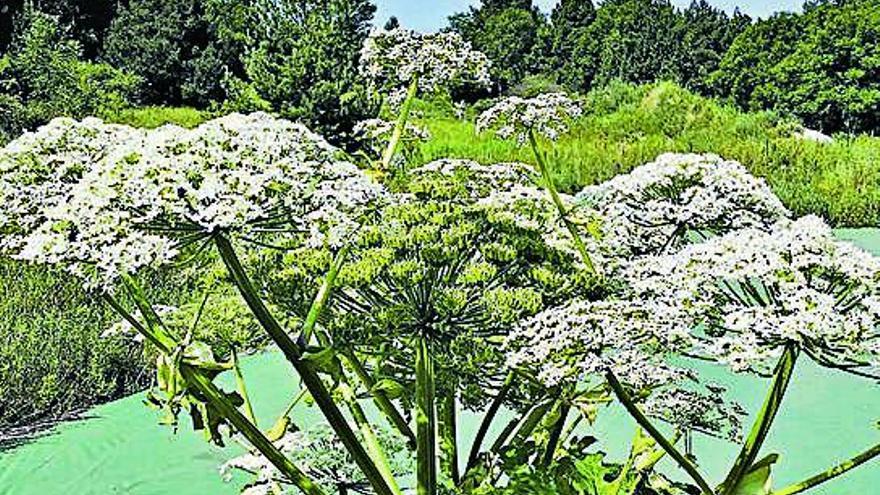 Un exemplar florit de la planta invasora del Caucas.