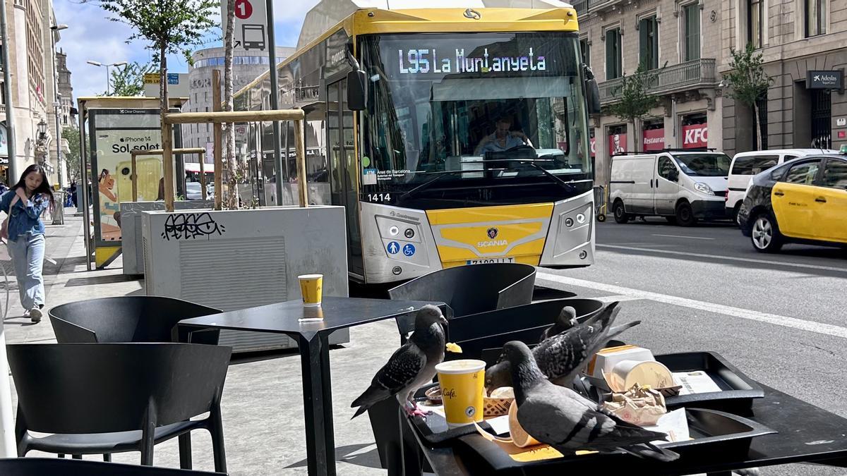 Unas palomas devoran unos restos de hamburguesa mientras un bus espera a sus viajeros con destino a Castelldefels