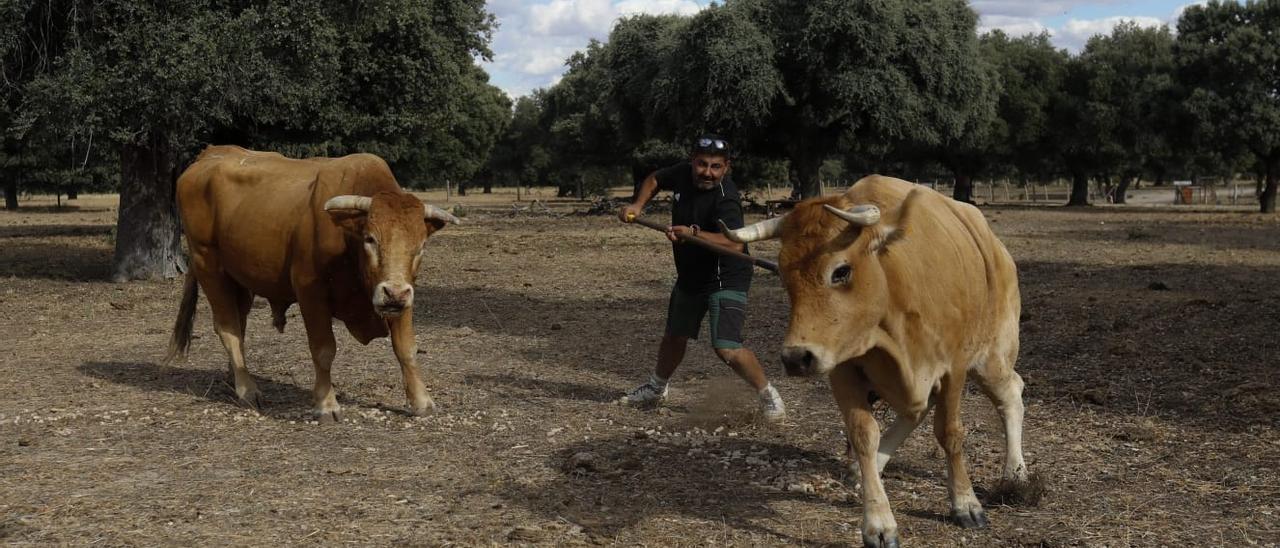 Un ganadero vacauna inyecta a una vaca con la garrocha en una explotación de Tierra del Vino.